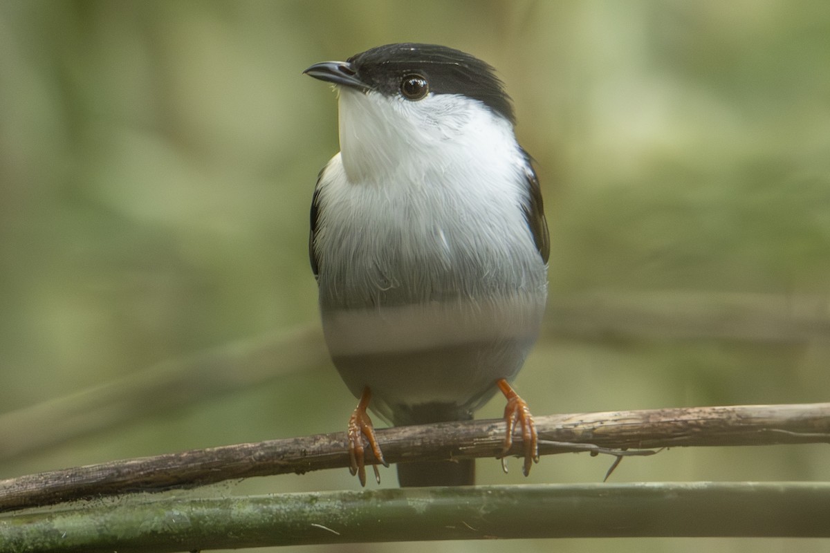 White-bearded Manakin - ML619031650