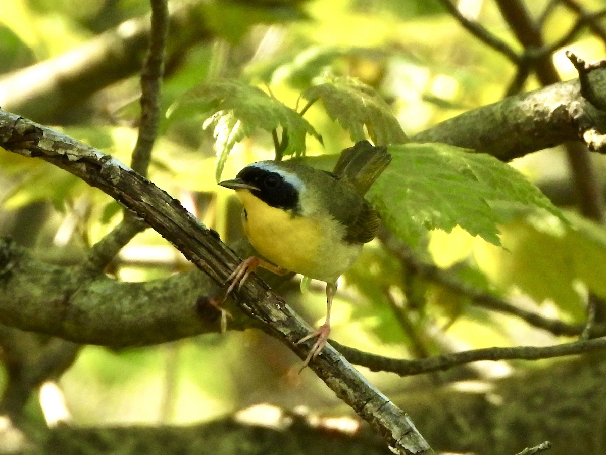 Common Yellowthroat - Meera Mahadevan