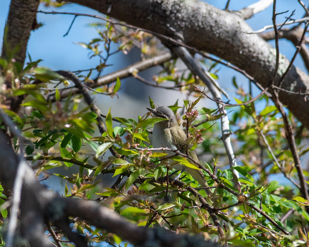 Red-eyed Vireo - ML619031659