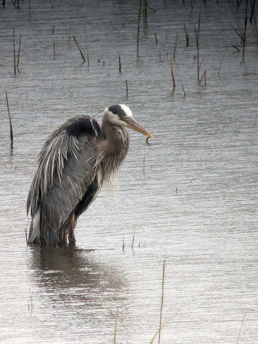 Great Blue Heron - ML619031671