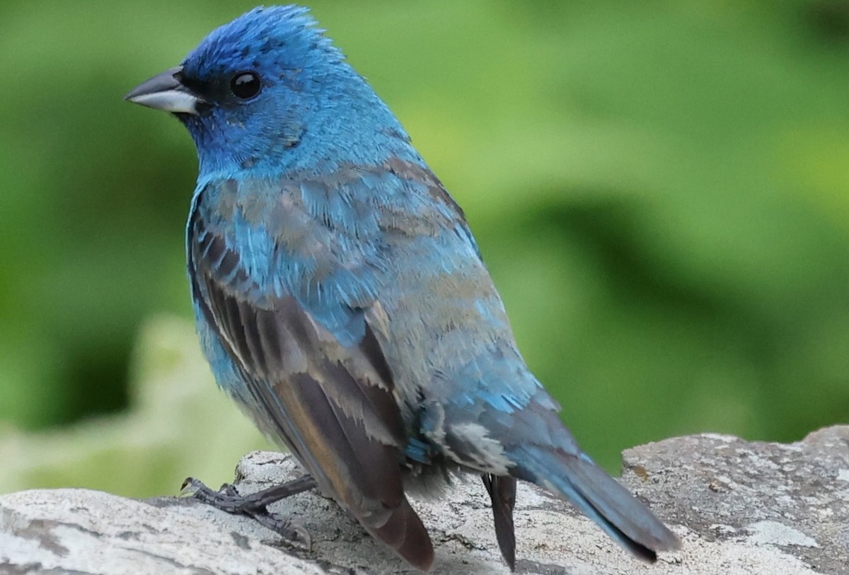 Indigo Bunting - ML619031673