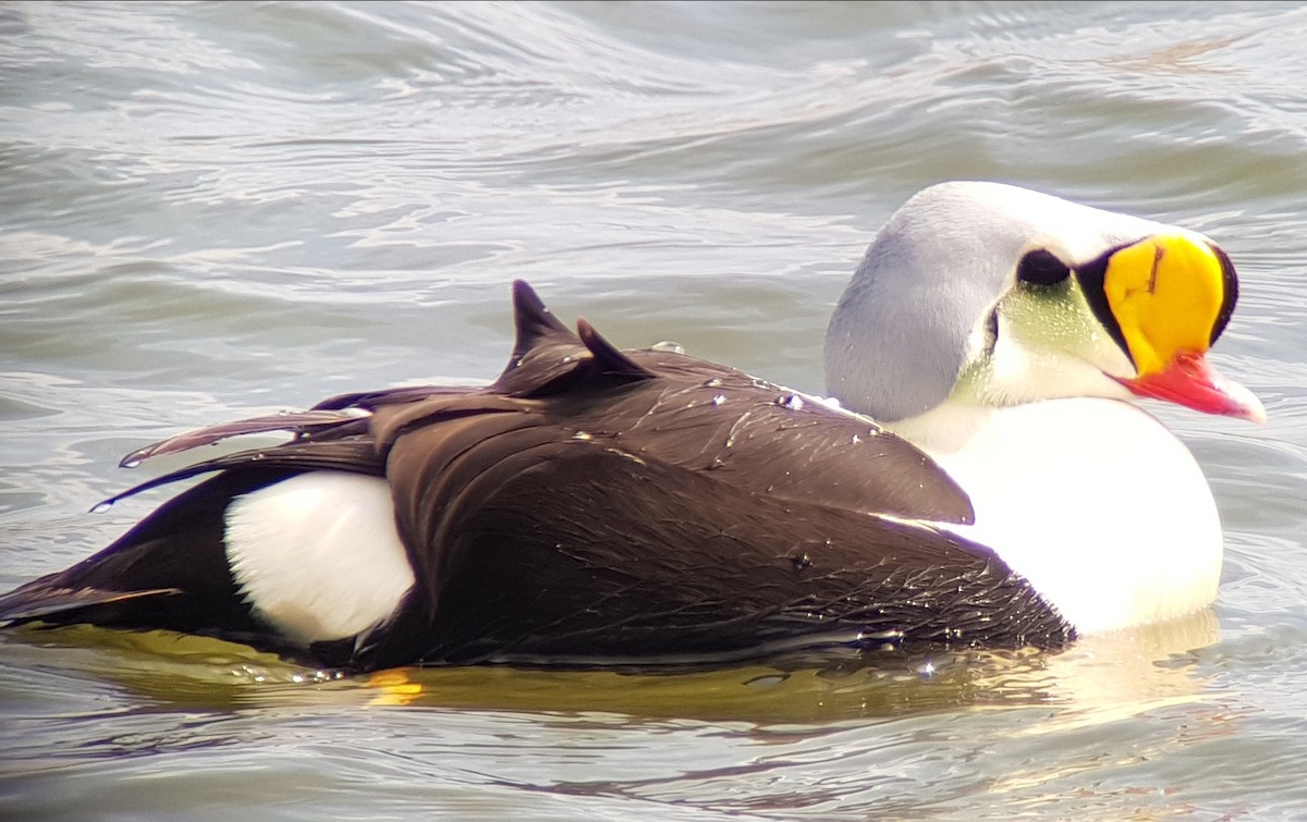 King Eider - Liam Andrews