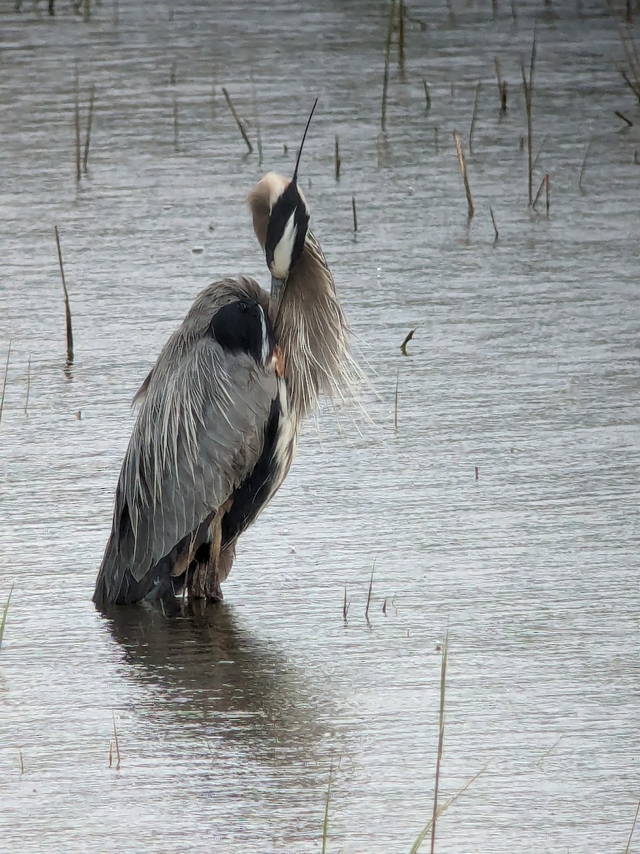 Great Blue Heron - Raymond Belhumeur