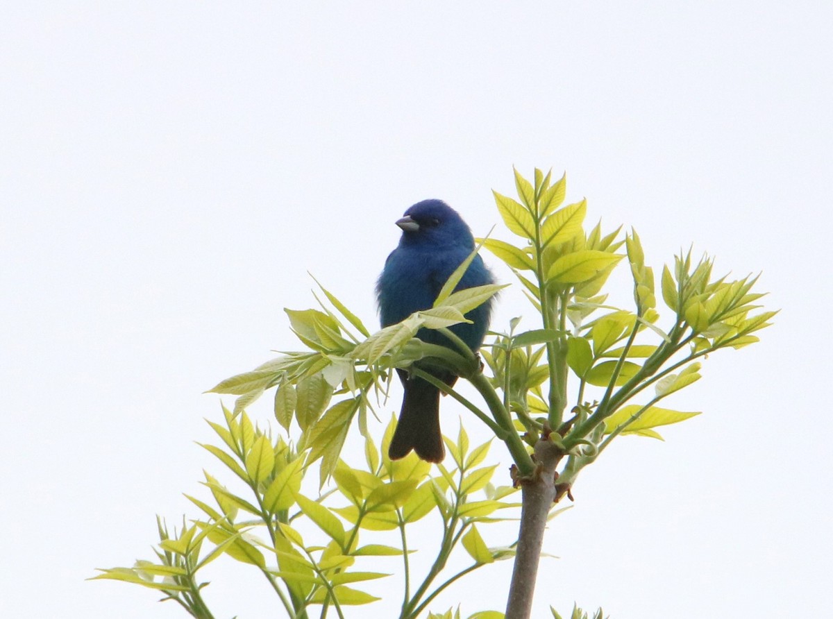 Indigo Bunting - ML619031731