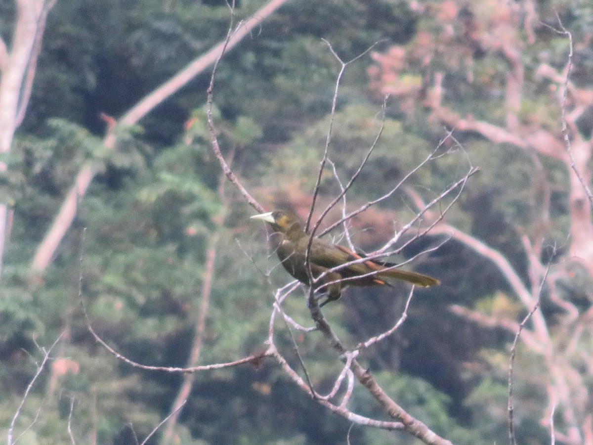 Dusky-green Oropendola - ML619031733