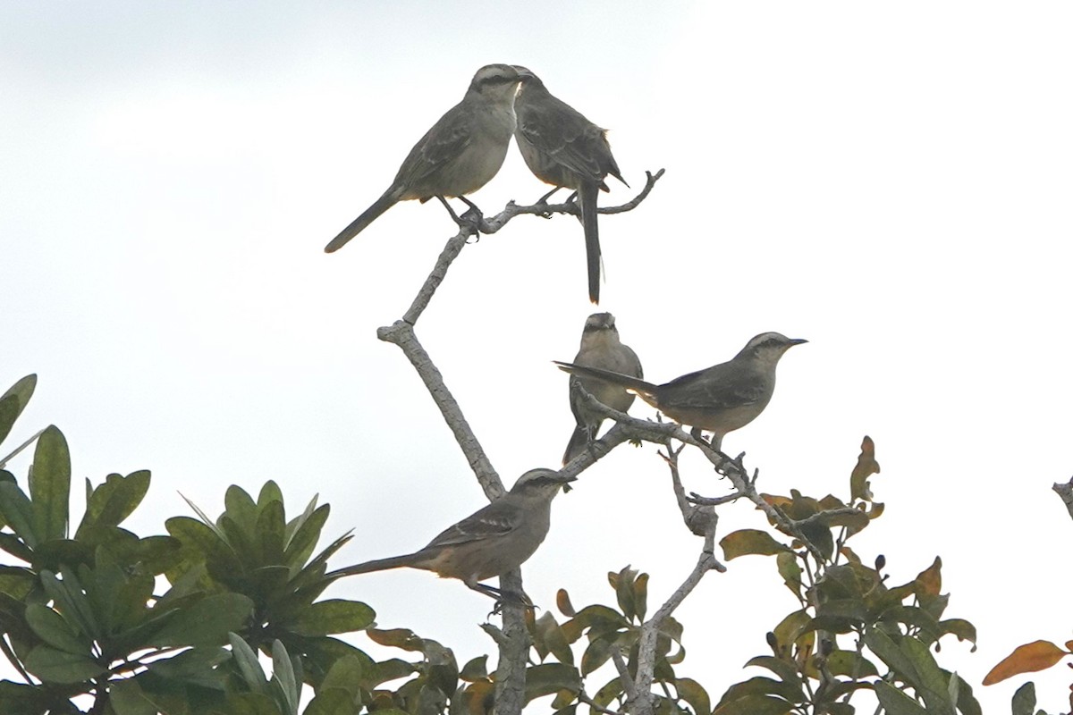 Chalk-browed Mockingbird - ML619031739