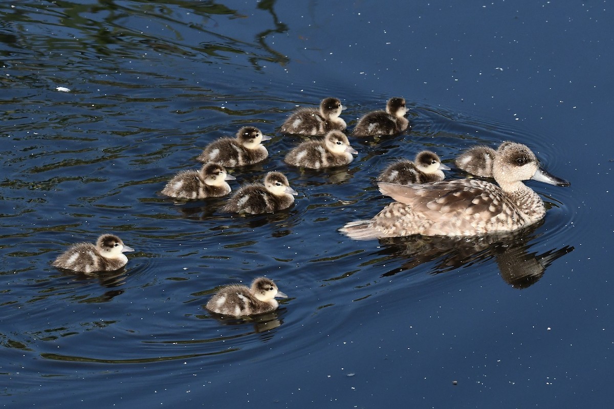 Marbled Duck - ML619031740