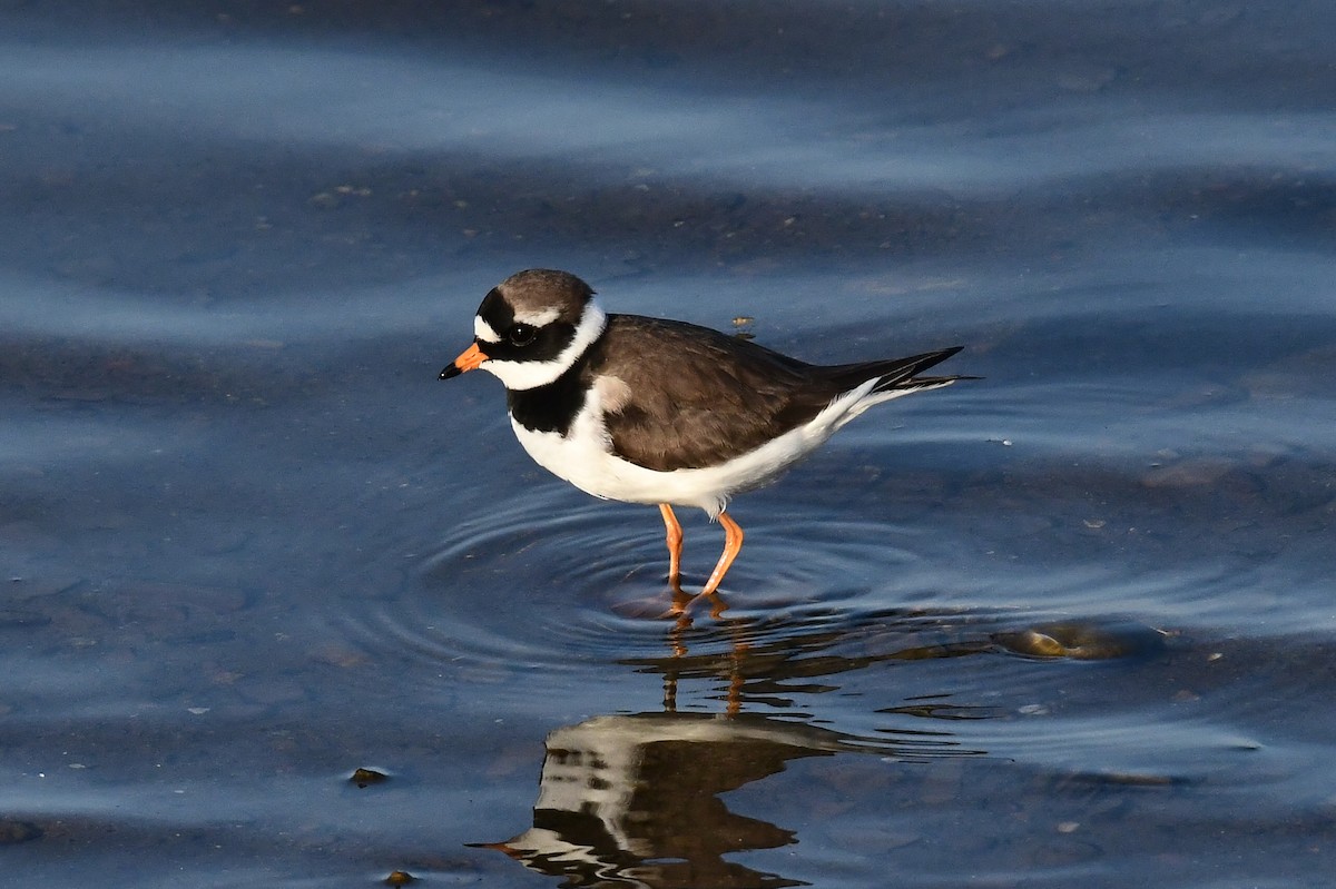 Common Ringed Plover - ML619031751