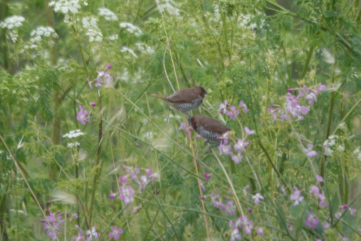 Scaly-breasted Munia - Erica Rutherford/ John Colbert