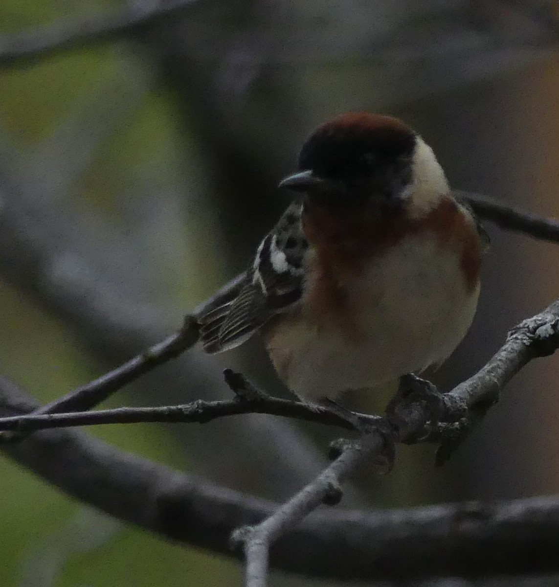 Bay-breasted Warbler - Marie Grenon