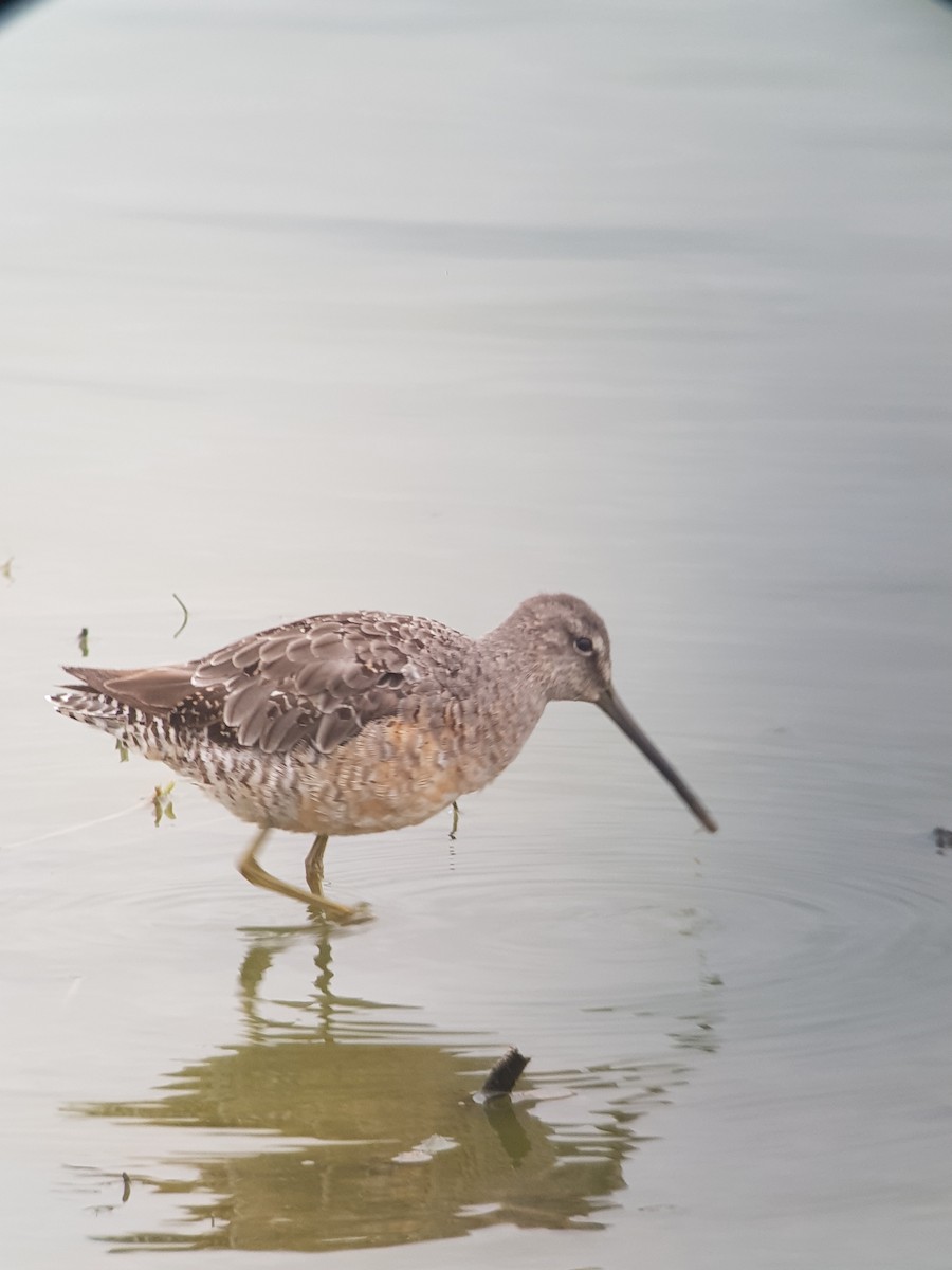 Long-billed Dowitcher - Liam Andrews