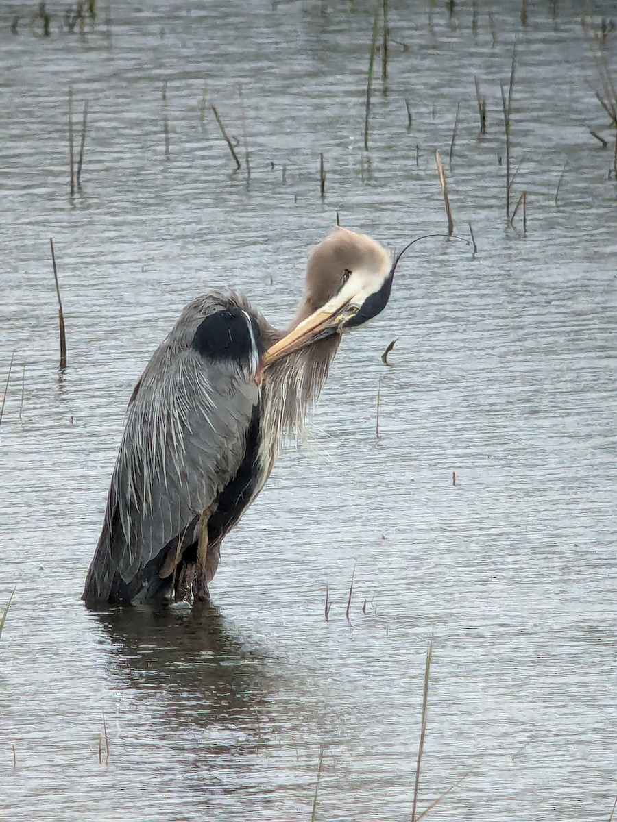 Great Blue Heron - ML619031797