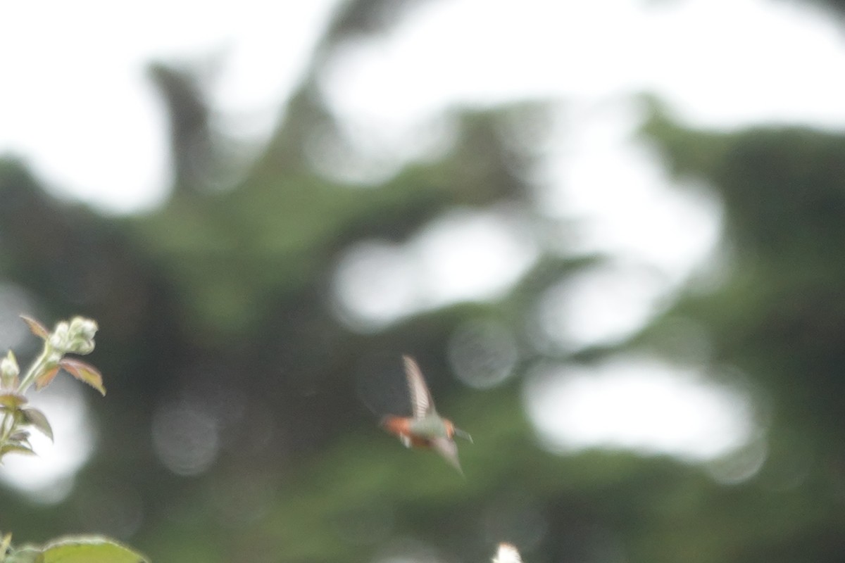 Rufous/Allen's Hummingbird - ML619031799