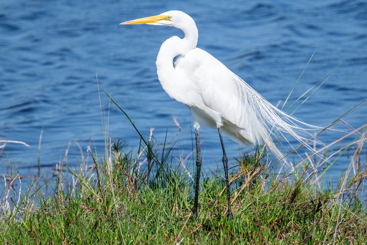 Great Egret - ML619031809