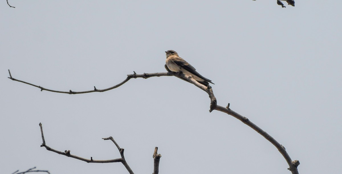Gray-throated Martin - ML619031818