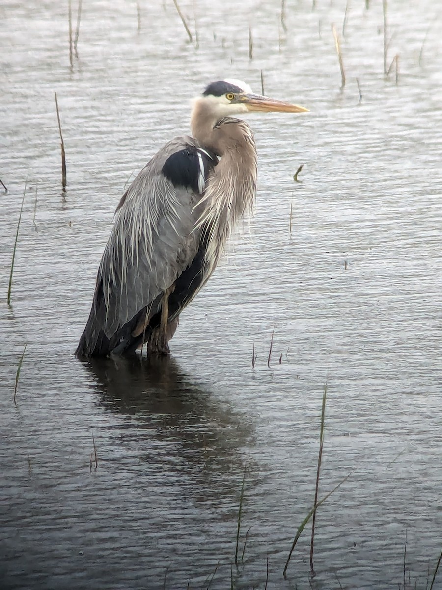 Great Blue Heron - ML619031839