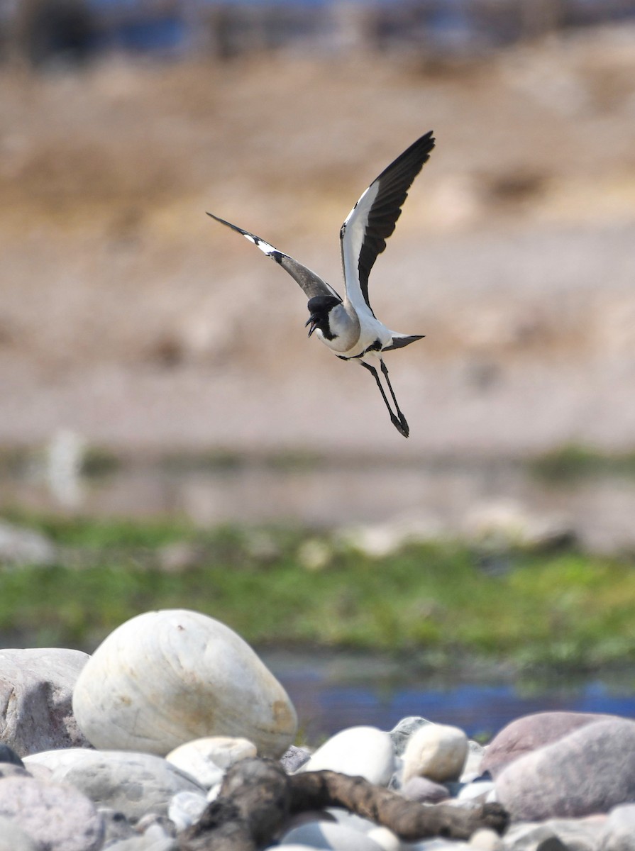 River Lapwing - ML619031841