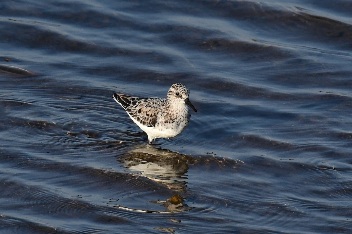 Sanderling - Antonio  Garcia  Lavado