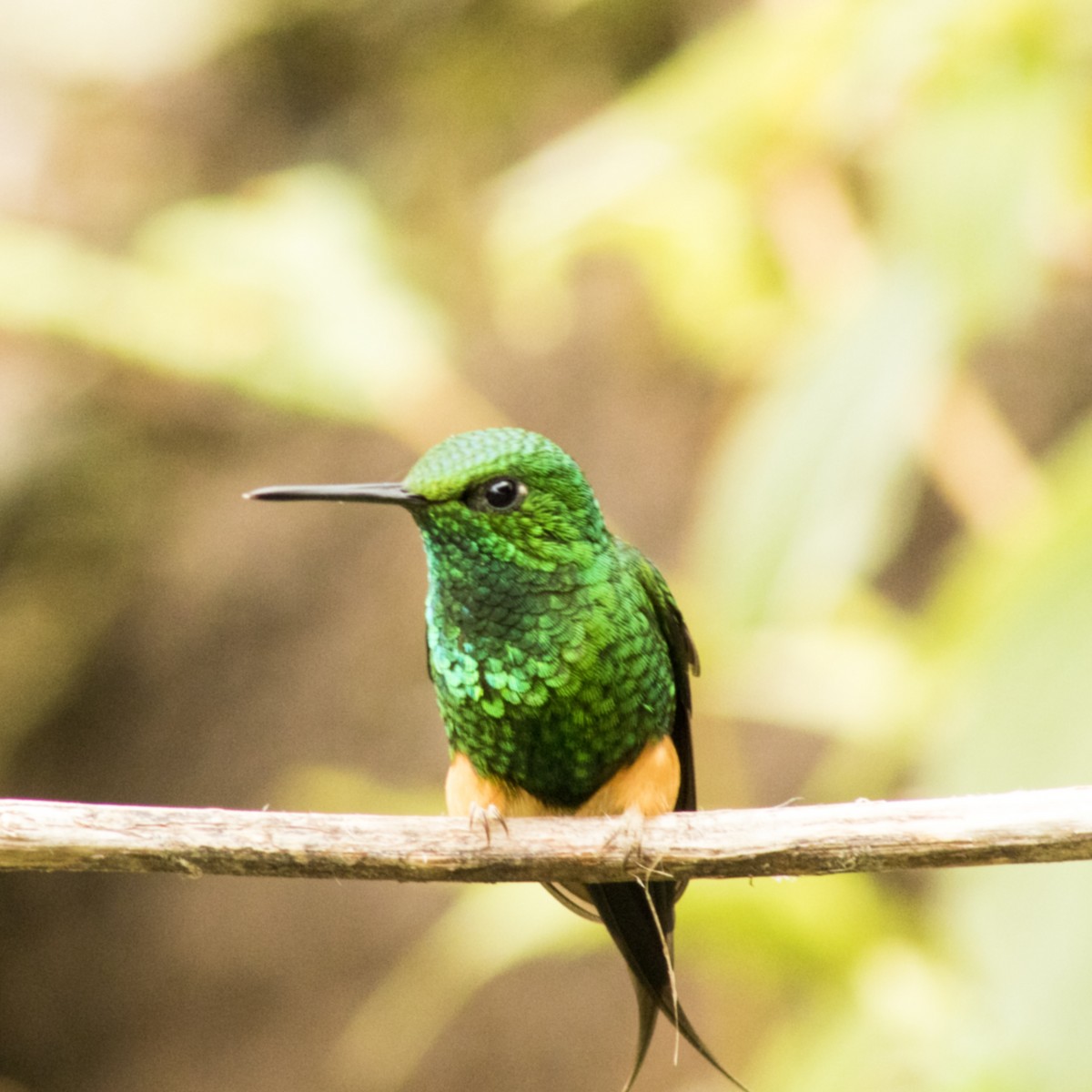 Rufous-booted Racket-tail (Anna's) - ML619031861