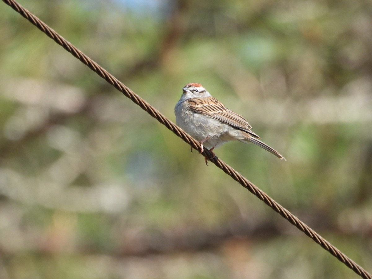 Chipping Sparrow - Lynda Sisco