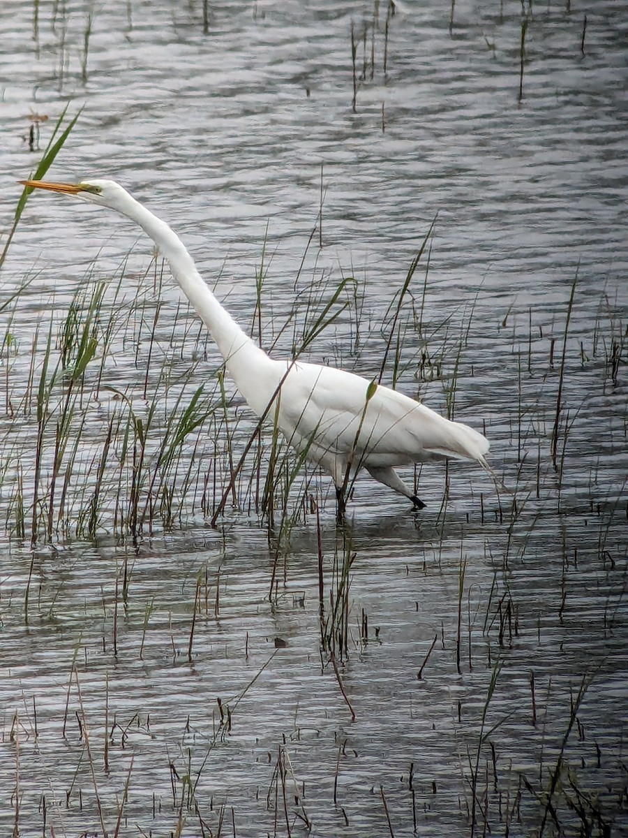 Great Egret - ML619031874