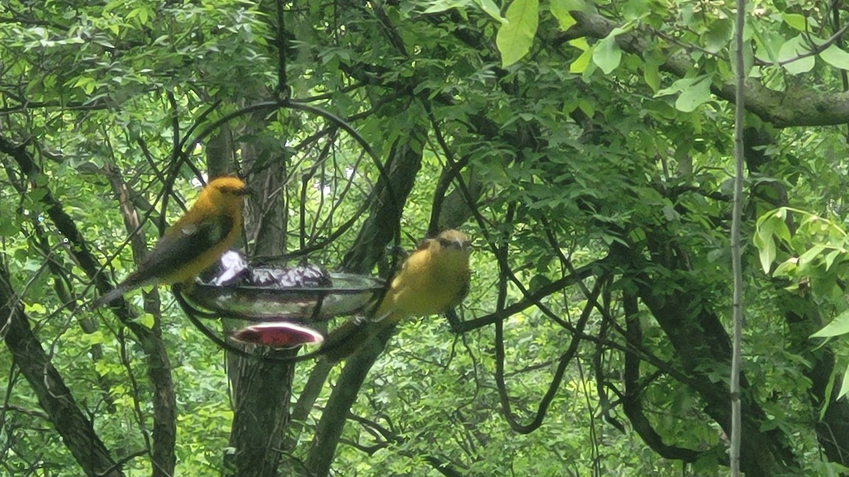 Orchard Oriole - DM Chapin