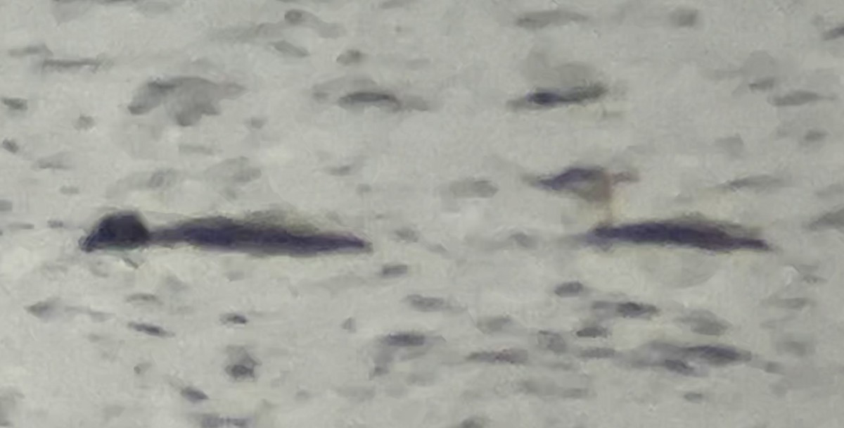Гагара полярна - ML619031882