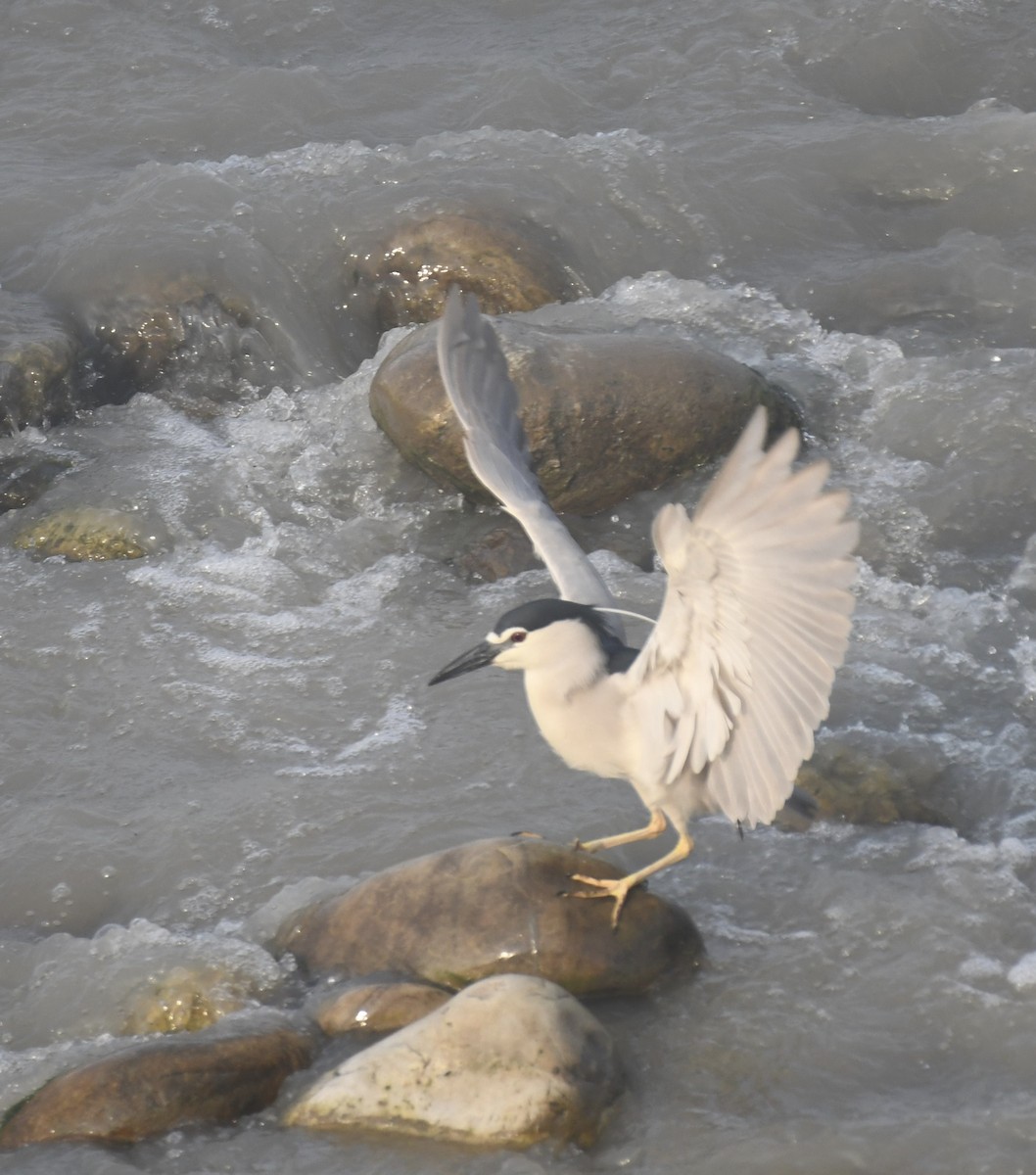 Bihoreau gris - ML619031888