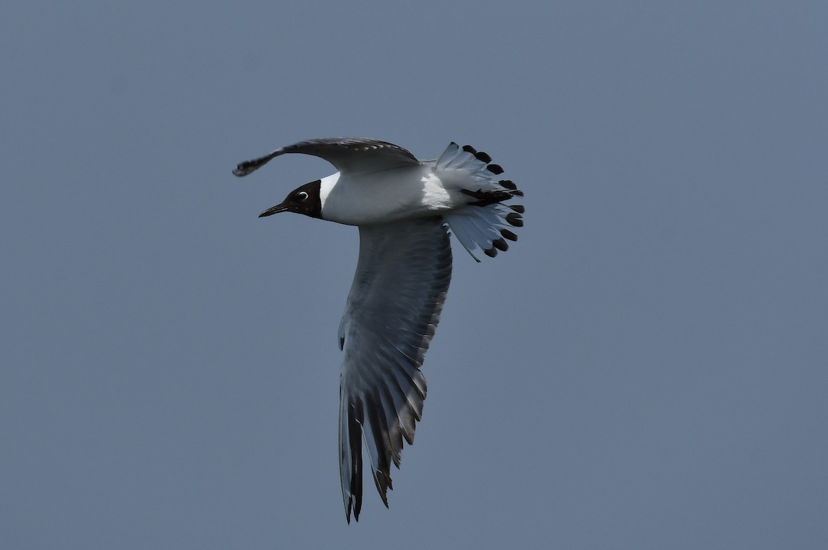 Black-headed Gull - Antonio  Garcia  Lavado