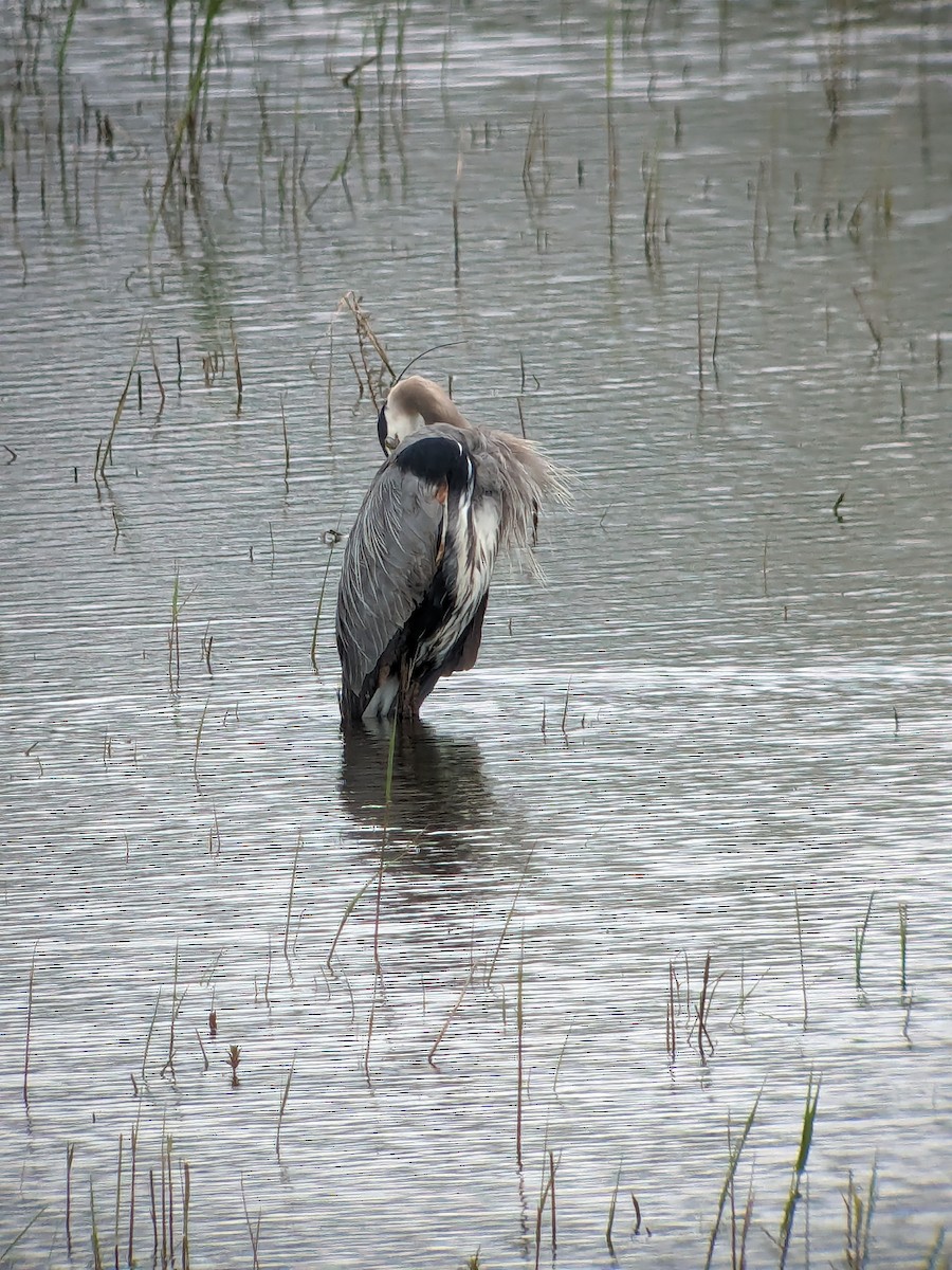 Great Blue Heron - ML619031914