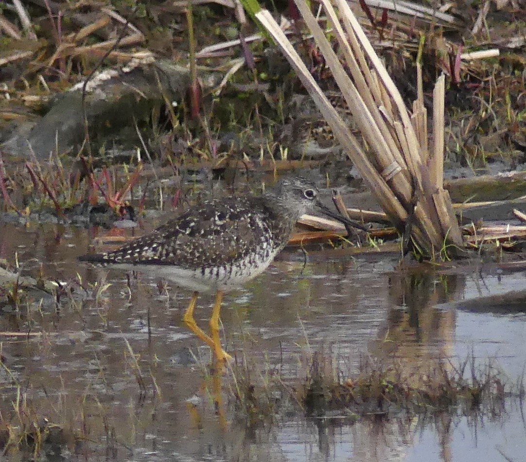 Greater Yellowlegs - Marie Grenon