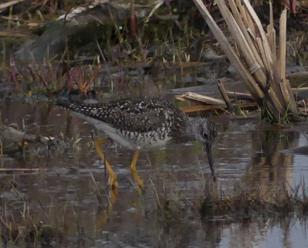 Greater Yellowlegs - Marie Grenon