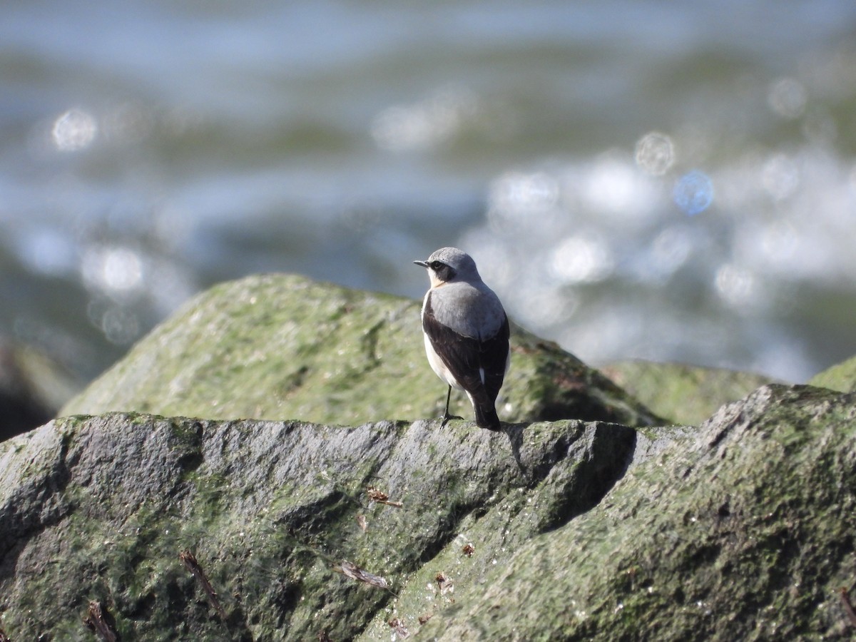 Northern Wheatear - ML619031942