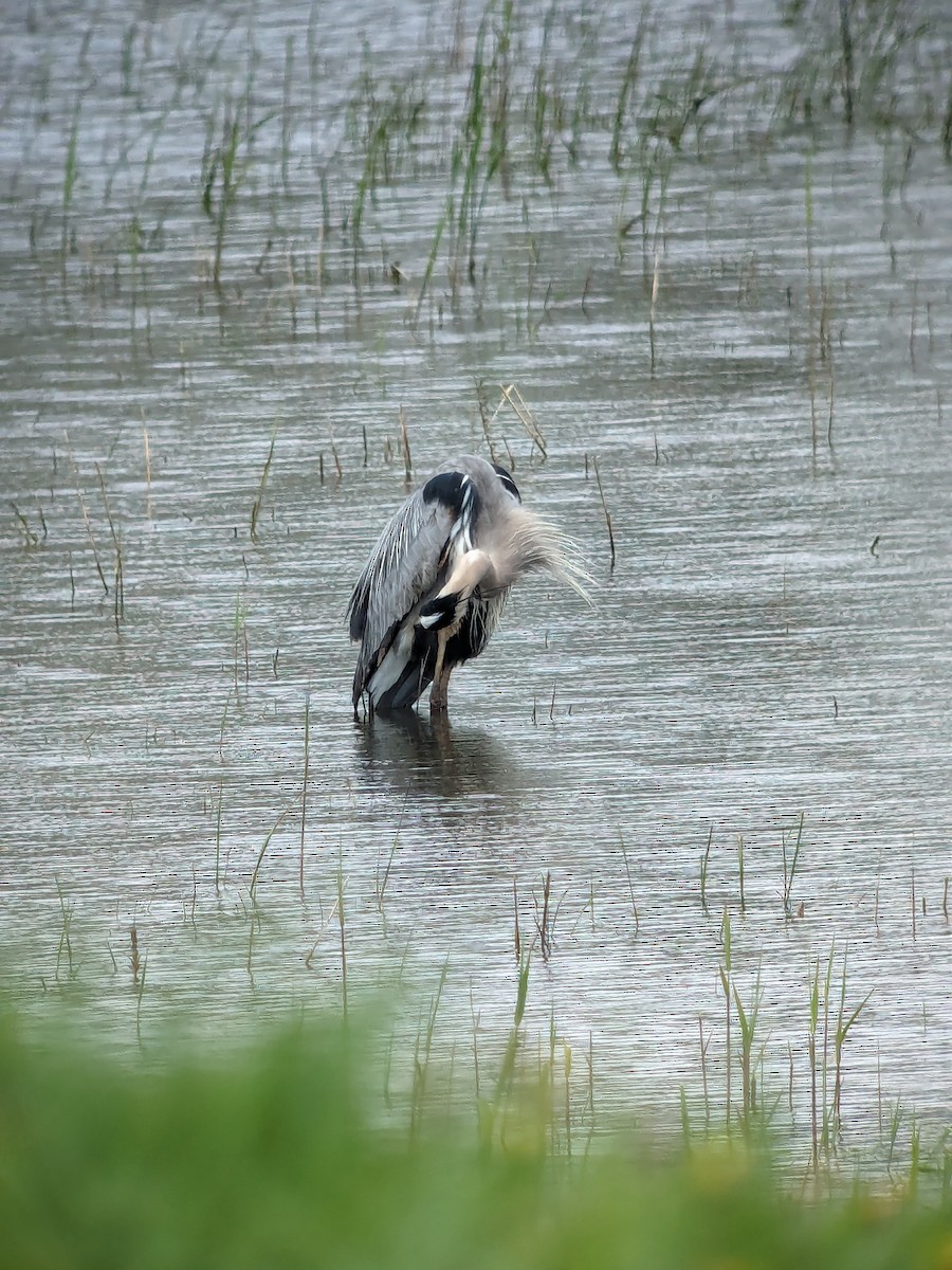 Great Blue Heron - ML619031947