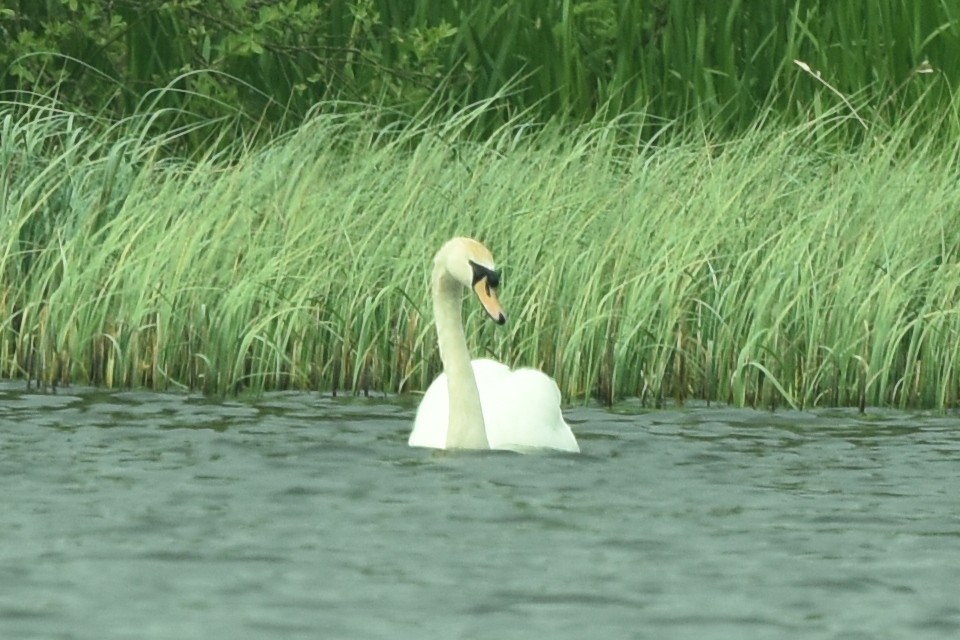 Mute Swan - ML619031966