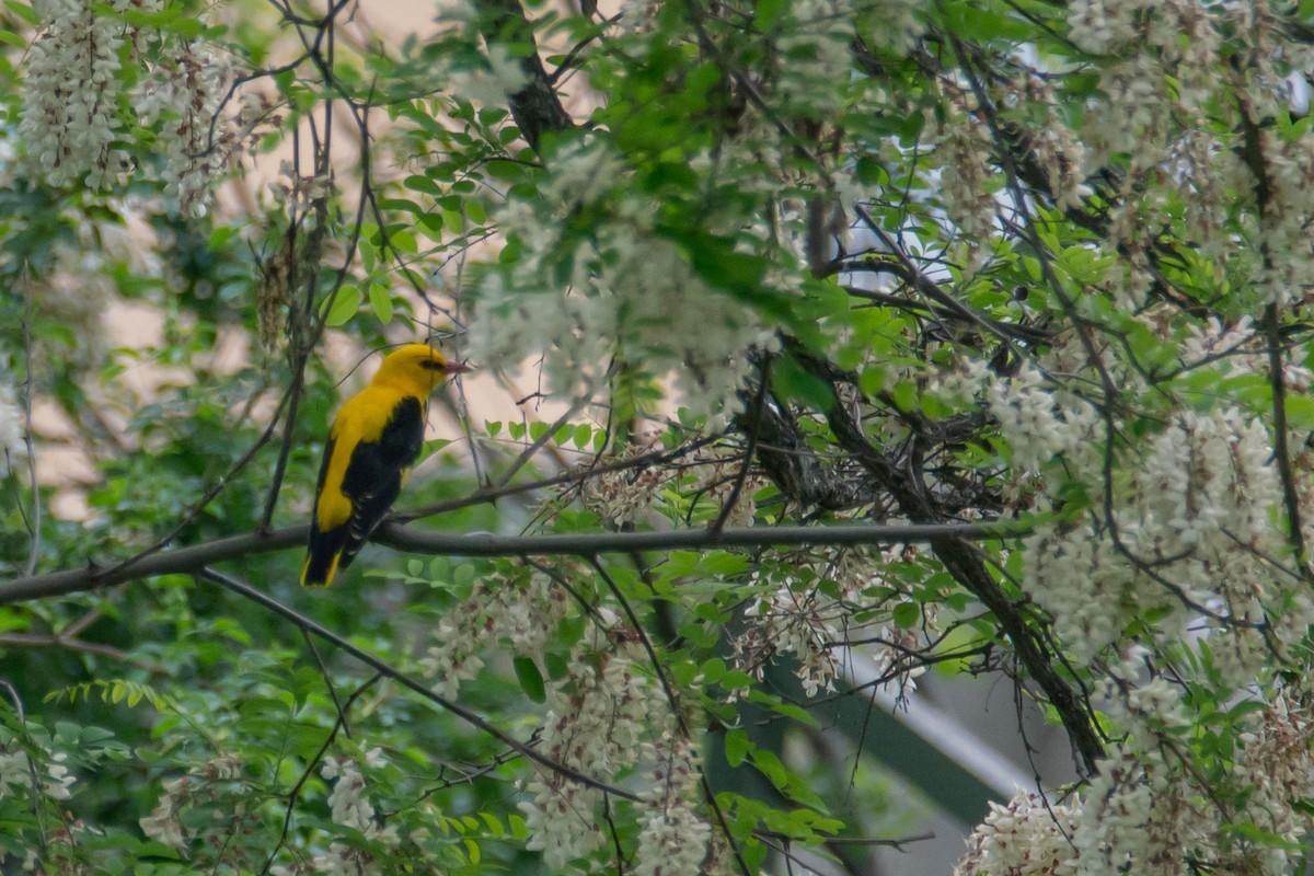 Eurasian Golden Oriole - Galia Veleva