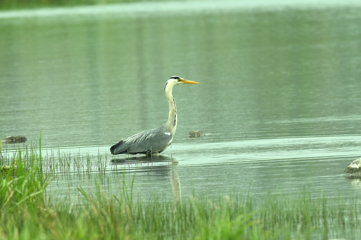 Gray Heron - ML619031971