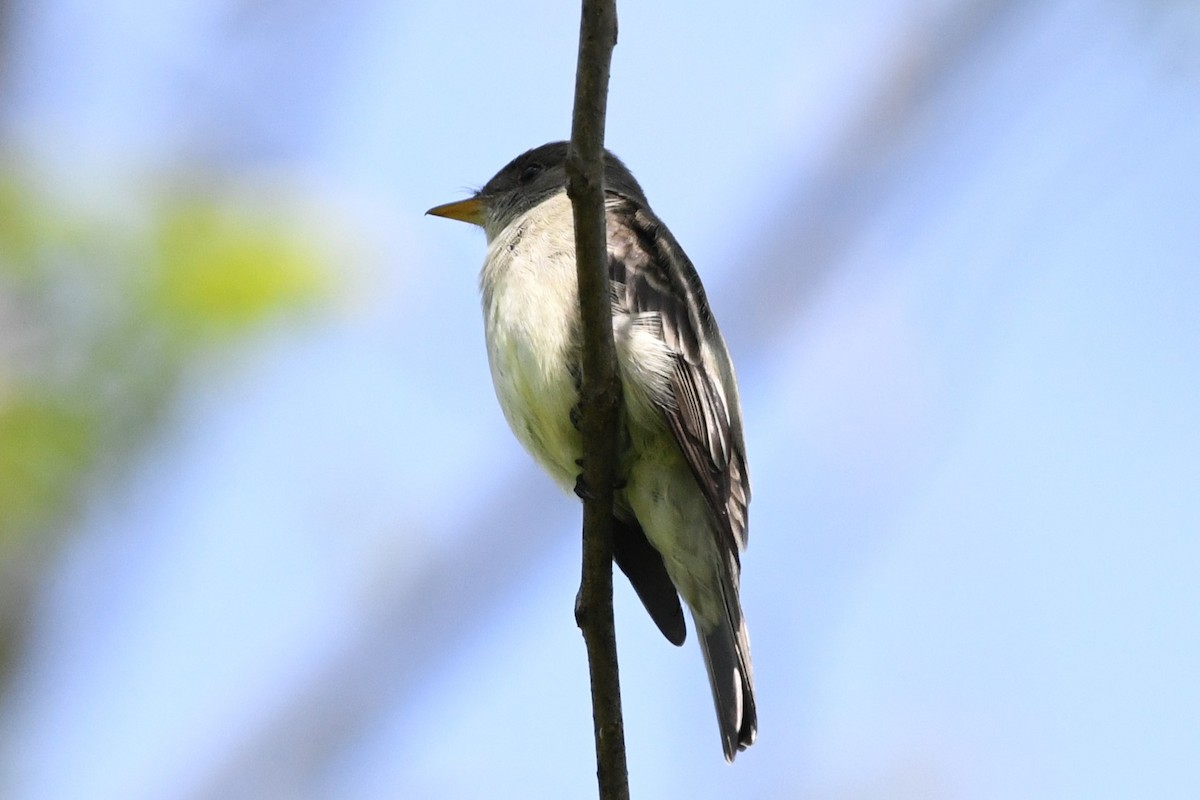 Eastern Wood-Pewee - Donna Carter