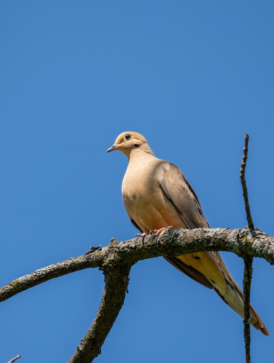 Mourning Dove - ML619031984