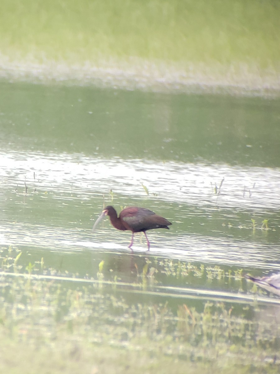 White-faced Ibis - Adam Capparelli