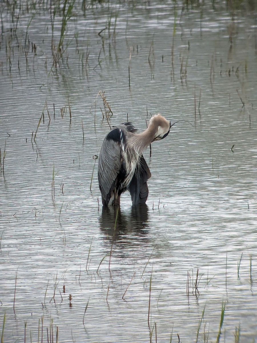 Great Blue Heron - ML619031998