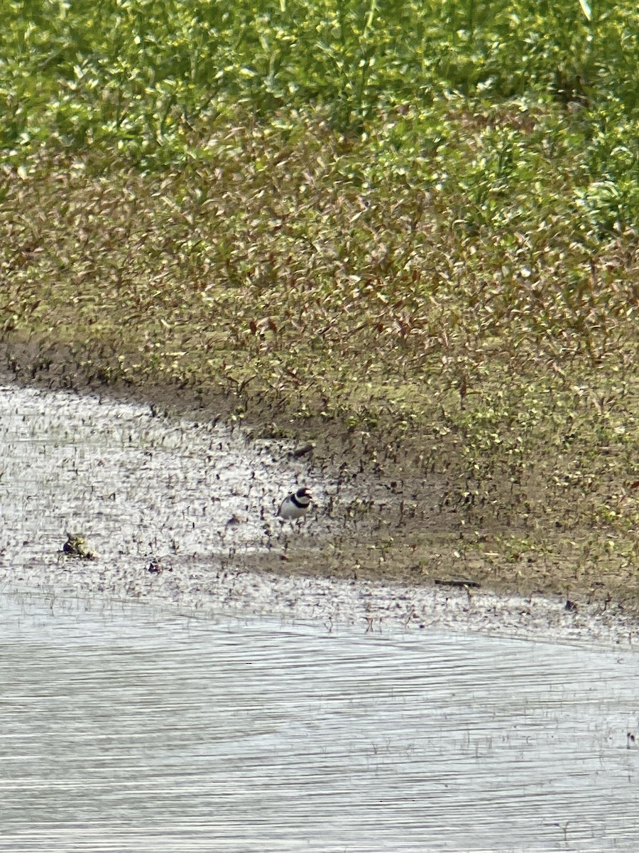 Semipalmated Plover - Tim Cornish