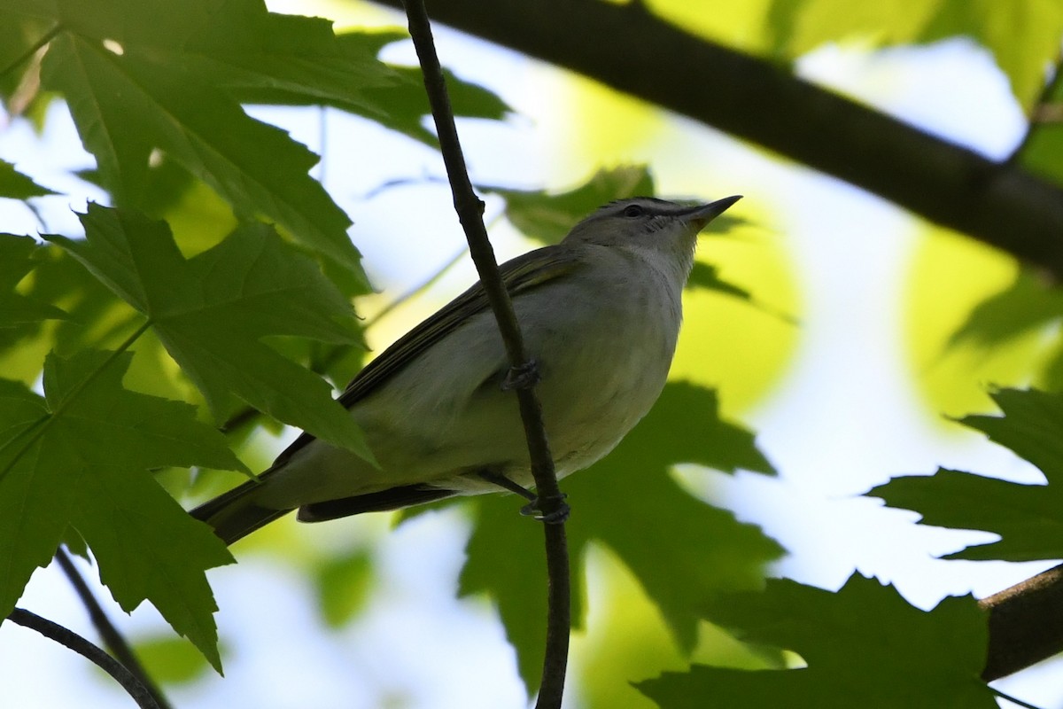 Red-eyed Vireo - Donna Carter