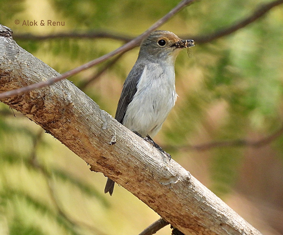 Ultramarine Flycatcher - ML619032006