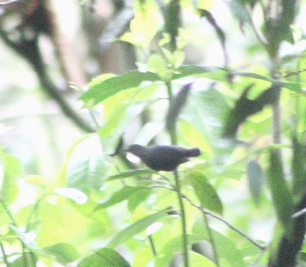 Spot-winged Antbird - ML619032008
