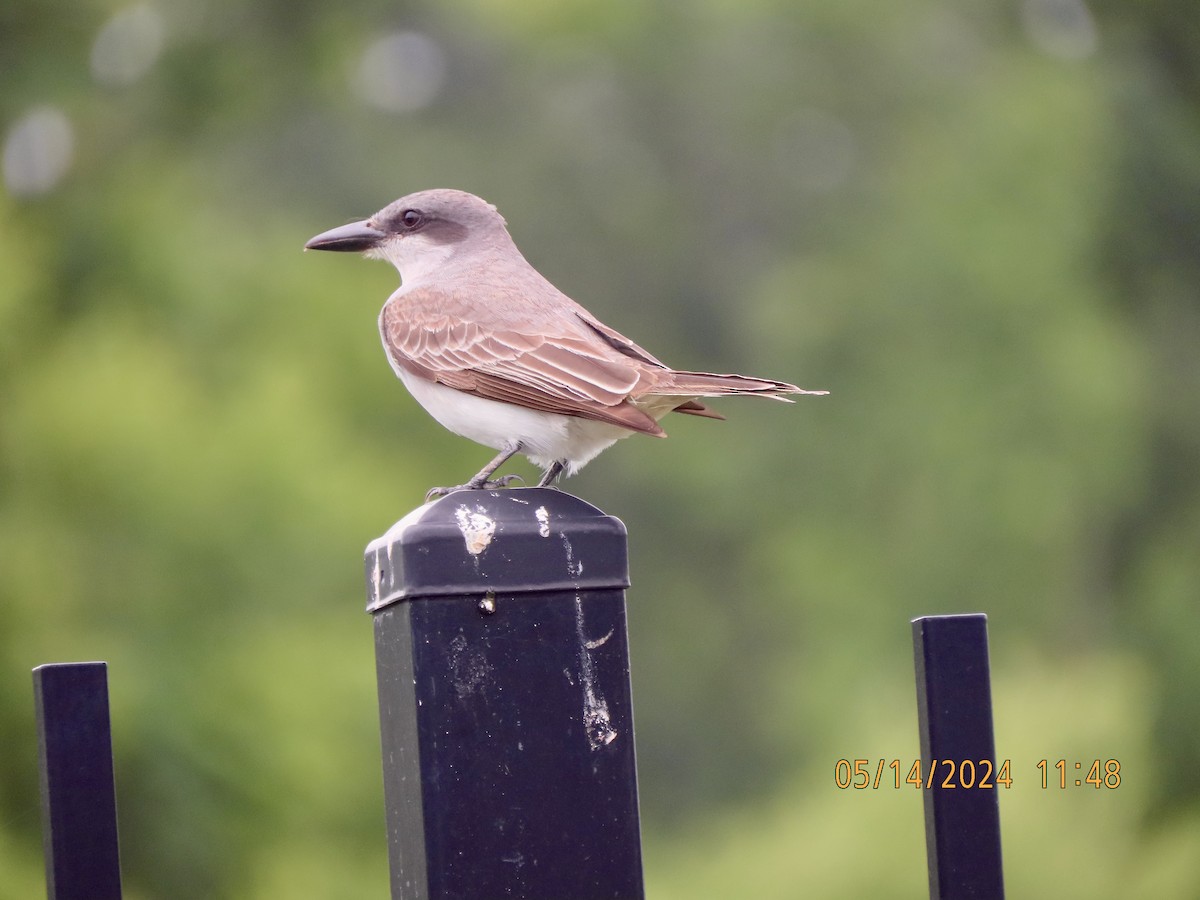 Gray Kingbird - ML619032019