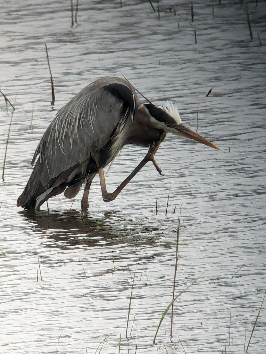 Great Blue Heron - ML619032029