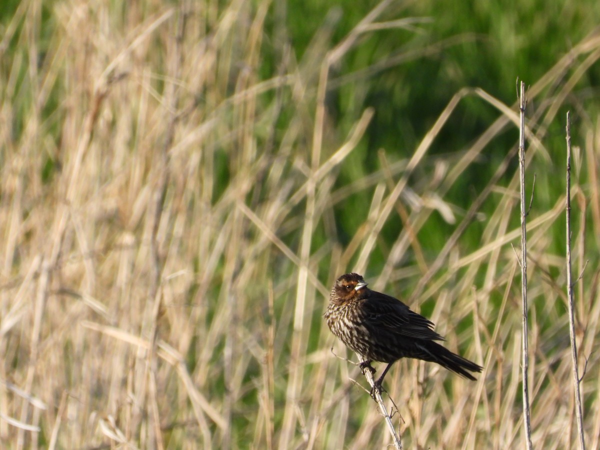 Red-winged Blackbird - Daniel Raleigh