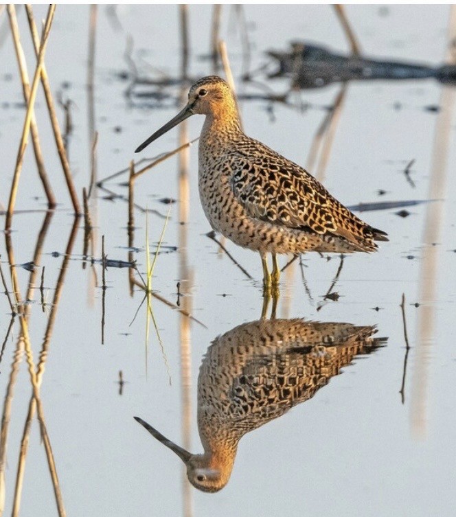 kortnebbekkasinsnipe - ML619032036