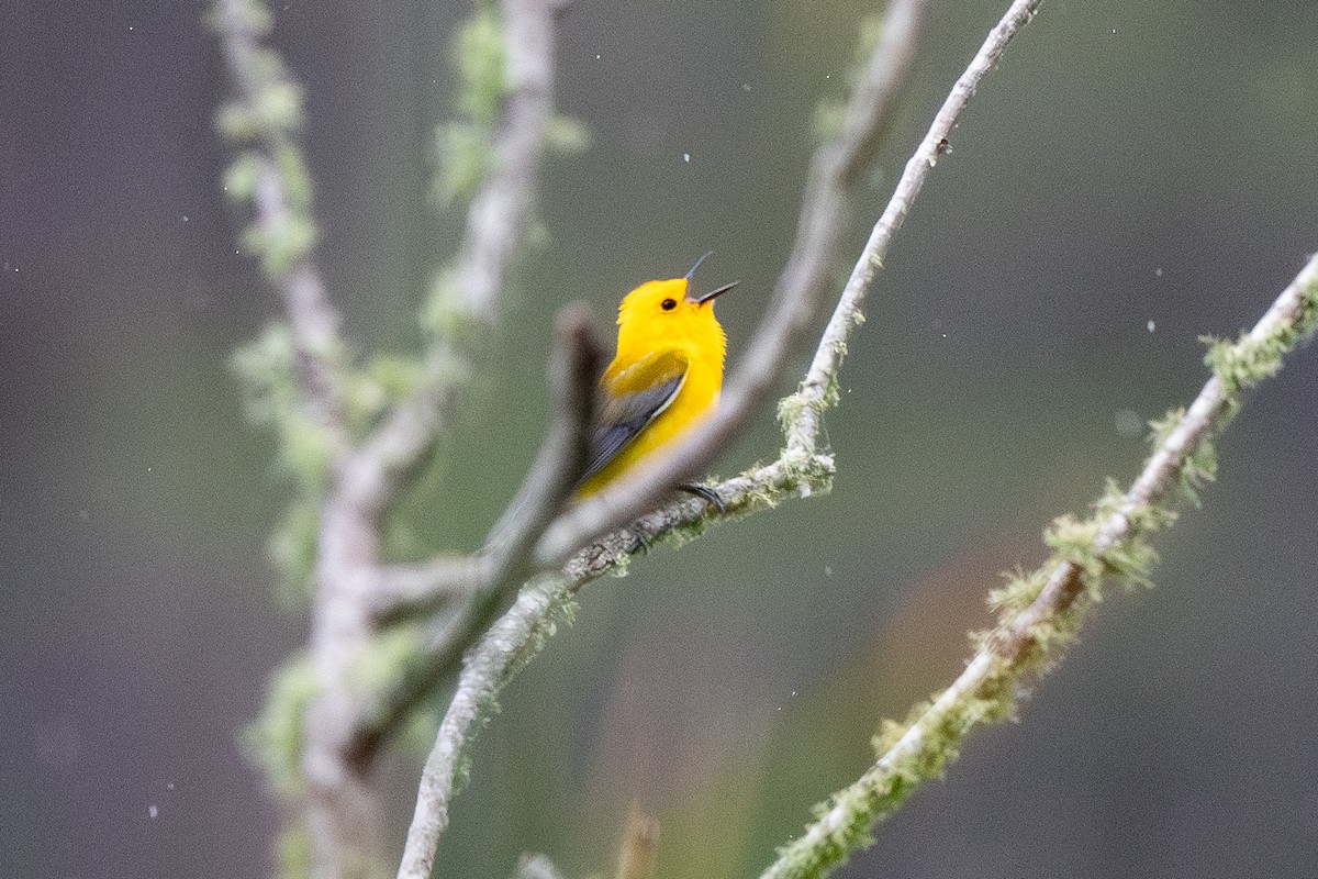 Prothonotary Warbler - Mike Winck